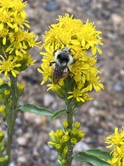 Bombus bifarius