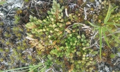 Selaginella densa scopulorum