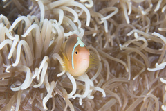 Amphiprion leucokranos