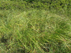 Scirpus longii
