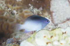 Chrysiptera rollandi