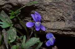 Viola egglestonii
