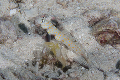 Amblyeleotris guttata