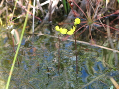 Utricularia geminiscapa