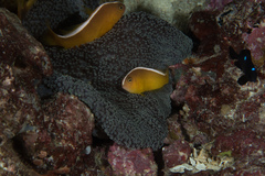 Amphiprion sandaracinos