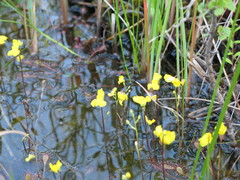 Utricularia geminiscapa
