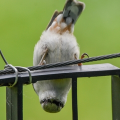 Sitta europaea albifrons