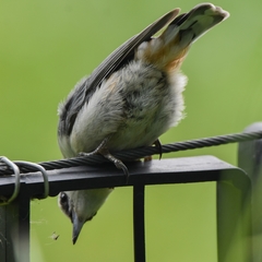 Sitta europaea albifrons