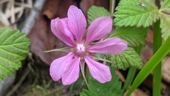 Rubus arcticus