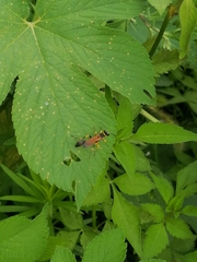 Sceliphron madraspatanum