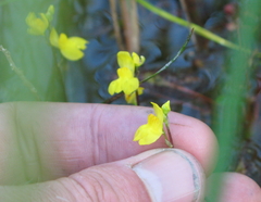 Utricularia geminiscapa