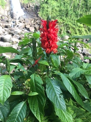 Pachystachys spicata