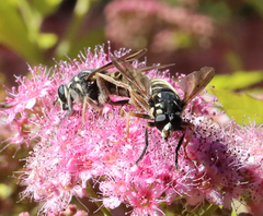 Temnostoma excentrica