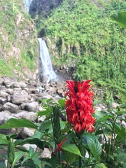 Pachystachys spicata