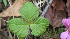 Rubus arcticus