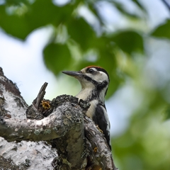 Dendrocopos major kamtschaticus
