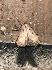 Tathorhynchus exsiccata