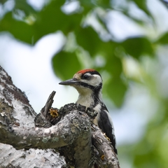 Dendrocopos major kamtschaticus