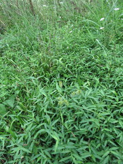 Cyperus lancastriensis