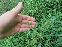 Cyperus lancastriensis