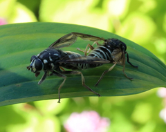 Temnostoma excentrica