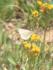 Colias behrii