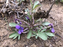 Viola egglestonii