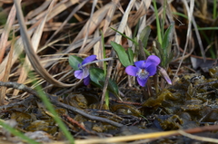 Viola egglestonii