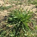 photo of Ribwort Plantain (Plantago lanceolata)