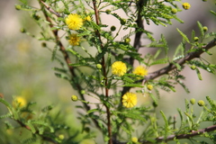 Vachellia vernicosa