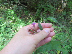 Vernonia flaccidifolia