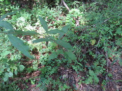 Vernonia flaccidifolia