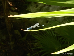 Argia gaumeri