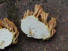 Ramaria rubricarnata verna