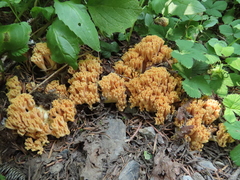 Ramaria rubricarnata verna