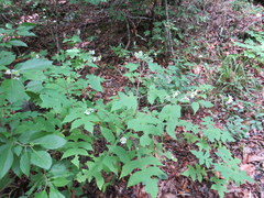 Polymnia canadensis radiata