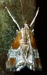 Chalcoela pegasalis