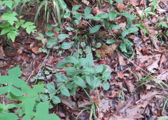 Lithospermum tuberosum