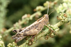 Heteracris