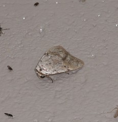 Barasa cymatistis