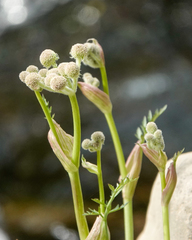 Angelica capitellata