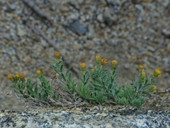 Erigeron miser