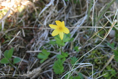 Anemonastrum richardsonii