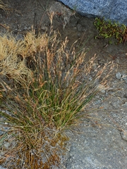 Juncus drummondii