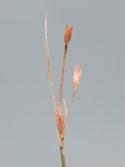 Juncus drummondii