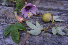 Passiflora pinnatistipula