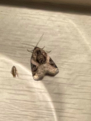 Pseudeustrotia carneola