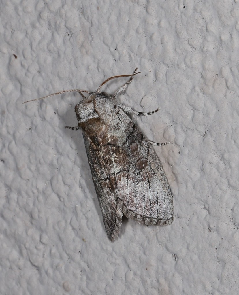 Discophlebia blosyrodes