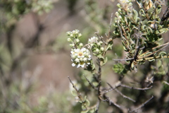 Mortonia scabrella