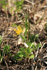 Anemonastrum richardsonii
